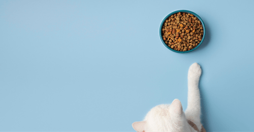 How a pet food brand increased sales on Chewy with Pacvue